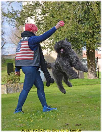 JULIAN XOXO du Clos de la Luette SITE WEB ELEVAGE DU CLOS DE LA LUETTE SPECIALISE POUR LE BOUVIER DES FLANDRES COPYRIGHT DEPOSE